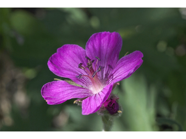 Geranium viscosissimum (Sticky purple geranium) #35003