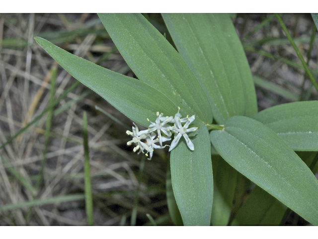 Maianthemum stellatum (Starry false lily of the valley) #35017