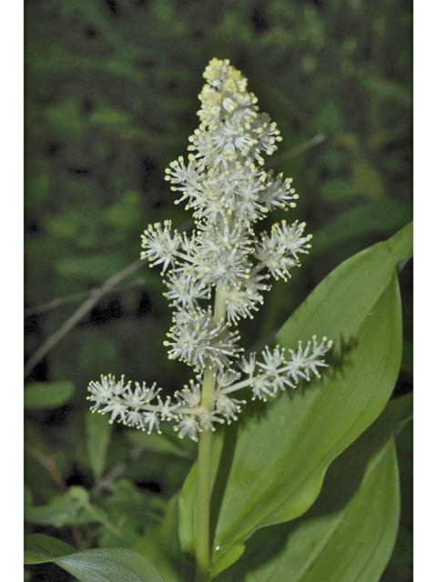 Maianthemum racemosum ssp. amplexicaule (Feathery false lily of the valley) #35026
