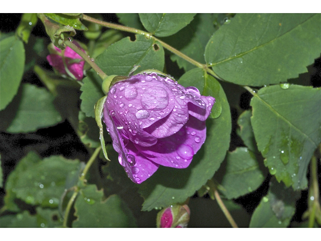 Rosa acicularis (Prickly rose) #35032