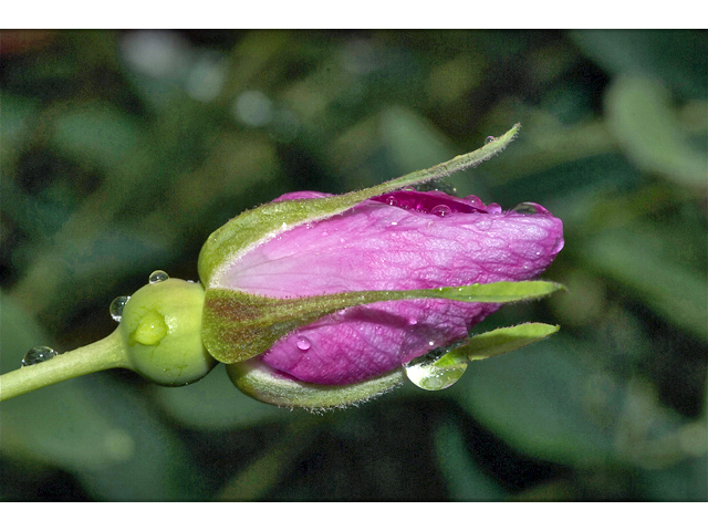 Rosa acicularis (Prickly rose) #35035