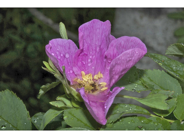 Rosa acicularis (Prickly rose) #35036