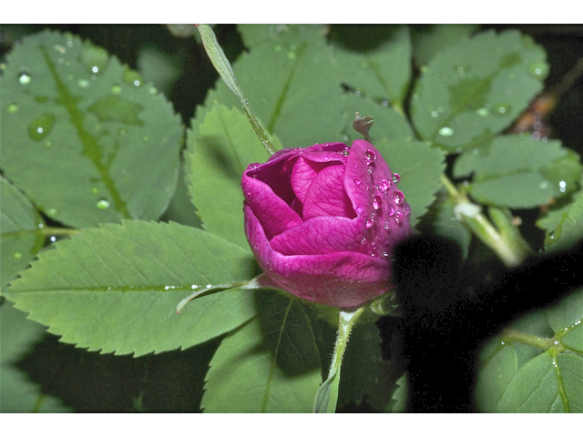 Rosa acicularis (Prickly rose) #35037