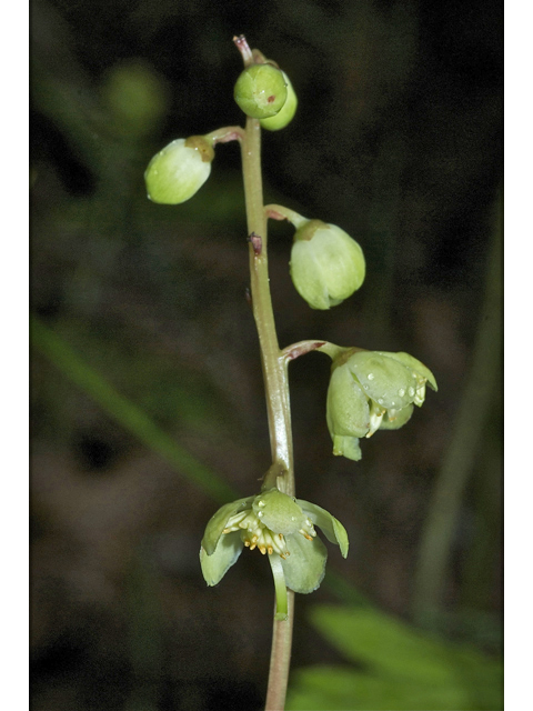 Pyrola chlorantha (Green-flowered wintergreen) #35077