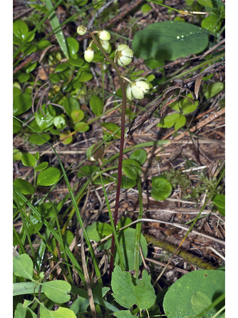 Pyrola chlorantha (Green-flowered wintergreen) #35078