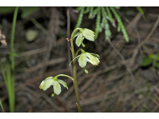 Pyrola chlorantha (Green-flowered wintergreen) #35079