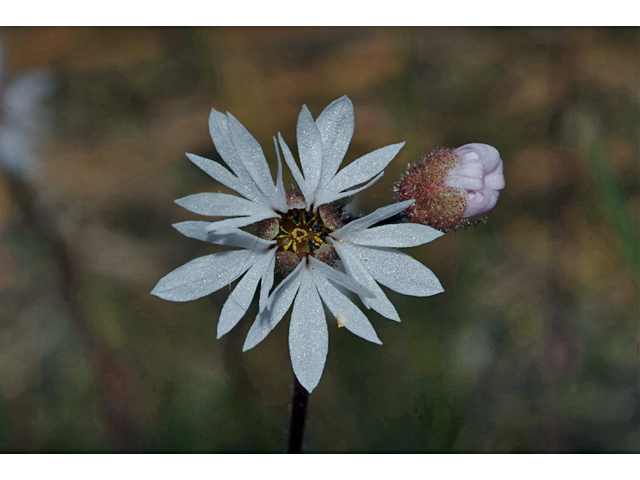 Lithophragma parviflorum (Smallflower woodland-star) #35084