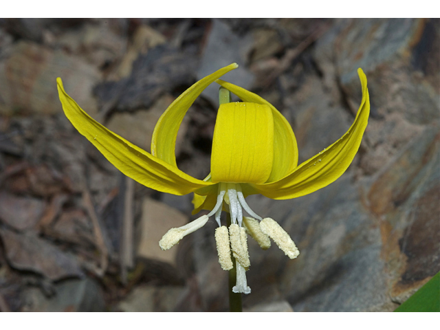 Erythronium grandiflorum (Yellow avalanche-lily) #35090