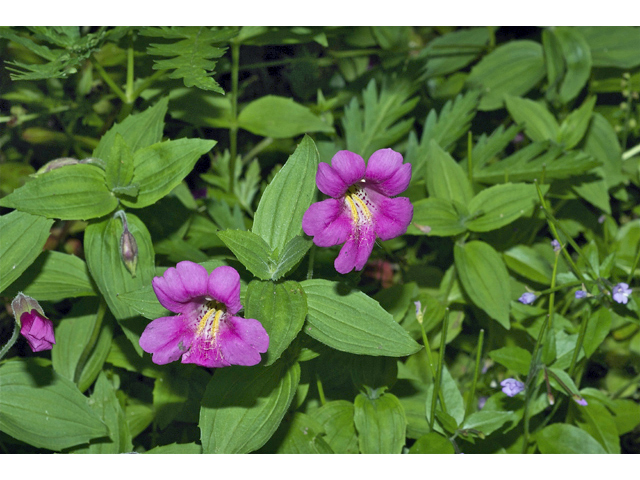 Mimulus lewisii (Purple monkeyflower) #35105