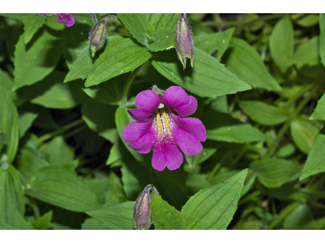 Mimulus lewisii (Purple monkeyflower) #35106