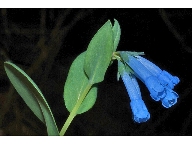 Mertensia longiflora (Small bluebells) #35117