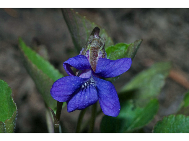 Viola adunca (Hooked-spur violet) #35122