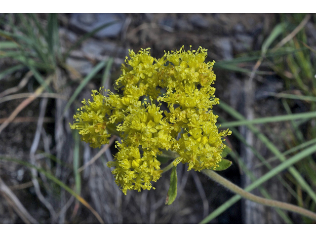 Eriogonum flavum (Alpine golden buckwheat) #35140