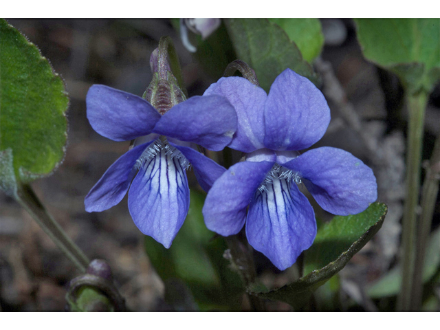 Viola adunca (Hooked-spur violet) #35148