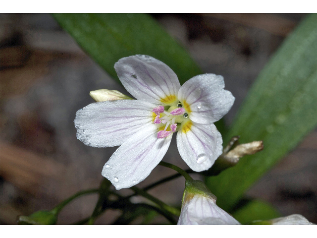 Claytonia lanceolata (Western spring beauty) #35149