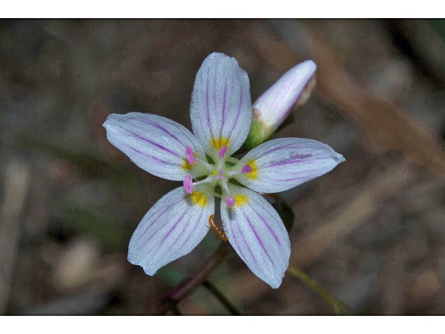Claytonia lanceolata (Western spring beauty) #35154