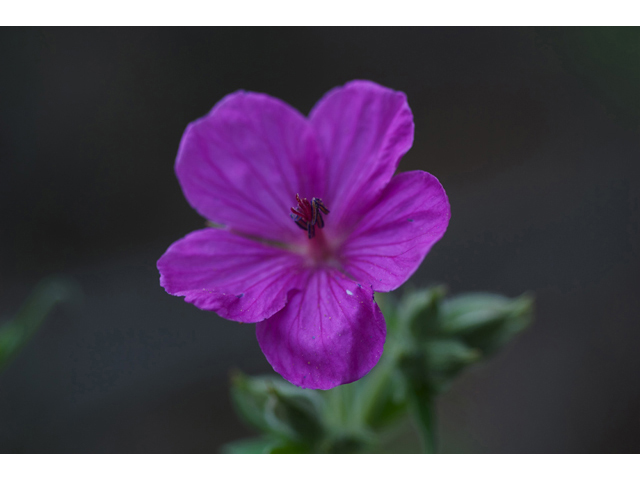Geranium viscosissimum (Sticky purple geranium) #35174