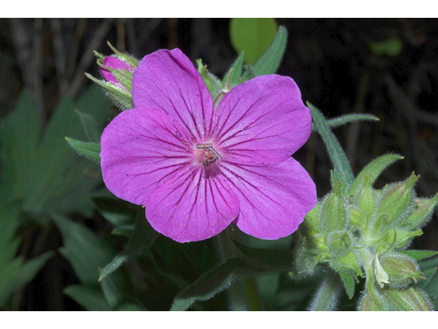Geranium viscosissimum (Sticky purple geranium) #35176