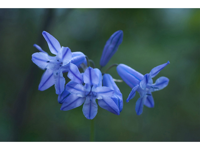 Triteleia grandiflora (Wild hyacinth) #35178