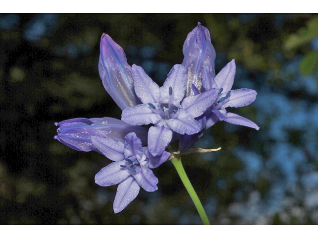 Triteleia grandiflora (Wild hyacinth) #35179
