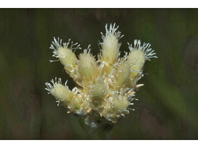 Antennaria neglecta (Field pussytoes) #35182