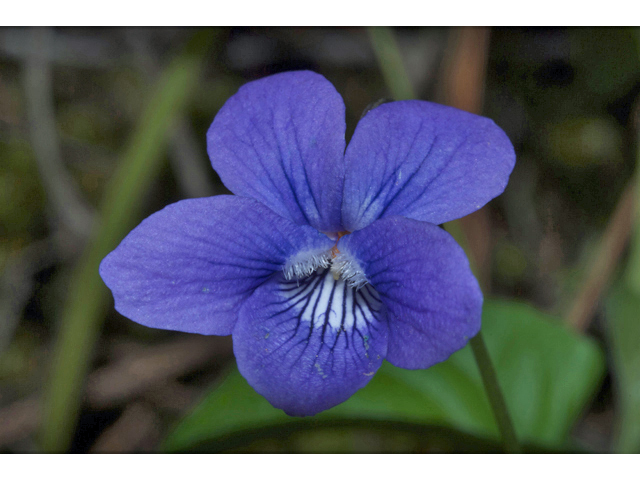 Viola adunca (Hooked-spur violet) #35183