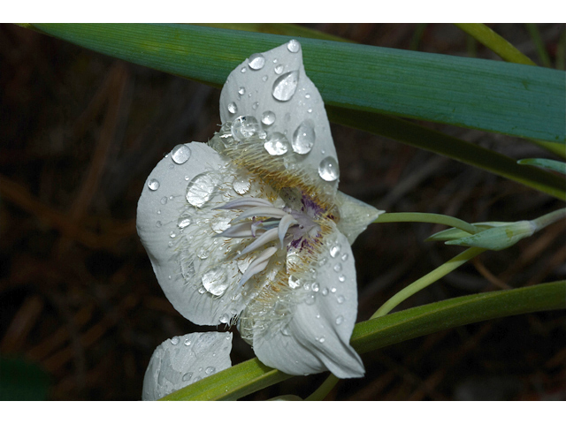 Calochortus apiculatus (Pointedtip mariposa lily) #35195