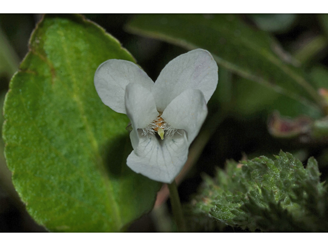 Viola macloskeyi (Small white violet) #35197
