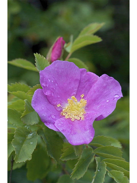 Rosa acicularis (Prickly rose) #35204