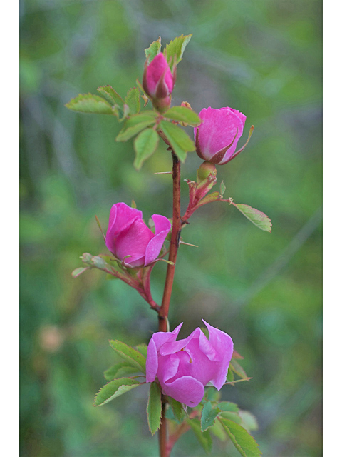 Rosa acicularis (Prickly rose) #35205