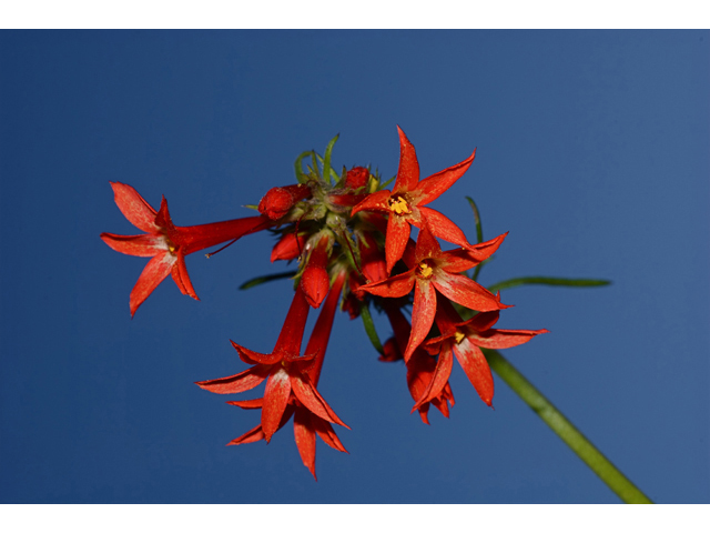 Ipomopsis aggregata ssp. aggregata (Scarlet gilia) #35218
