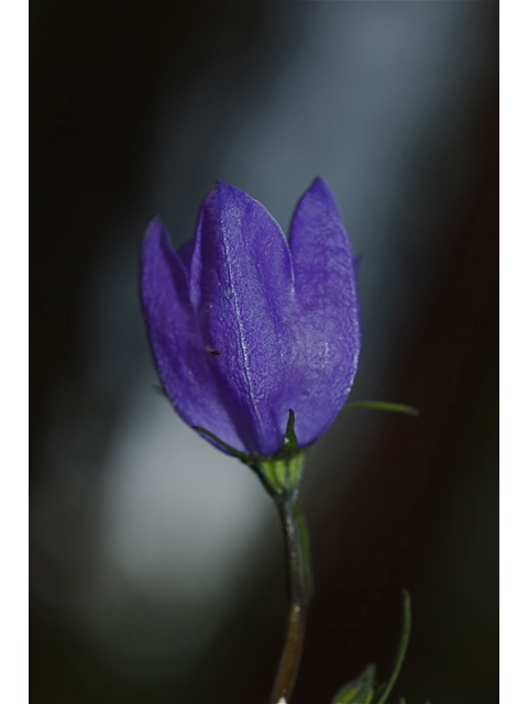 Campanula rotundifolia (Bluebell bellflower) #35223