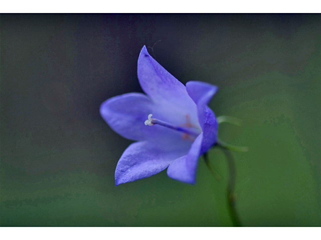 Campanula rotundifolia (Bluebell bellflower) #35224