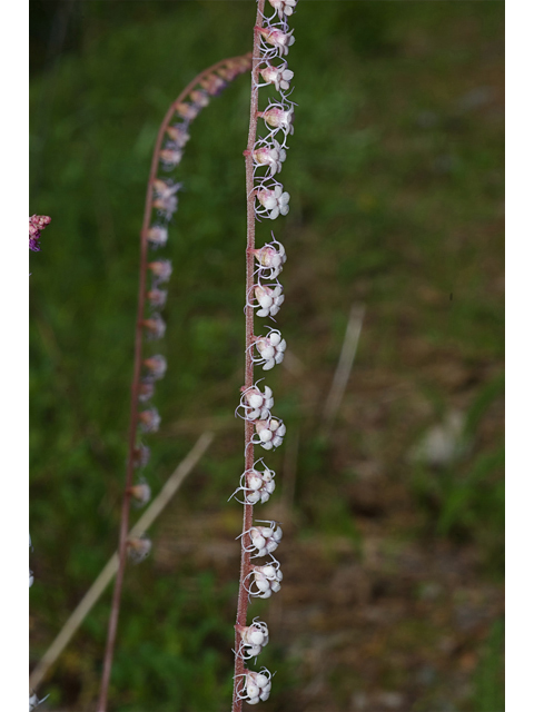 Mitella stauropetala (Smallflower miterwort) #35227