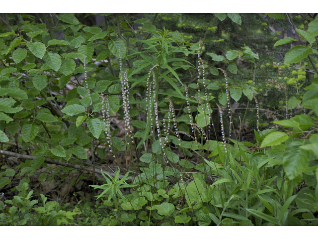 Mitella stauropetala (Smallflower miterwort) #35232