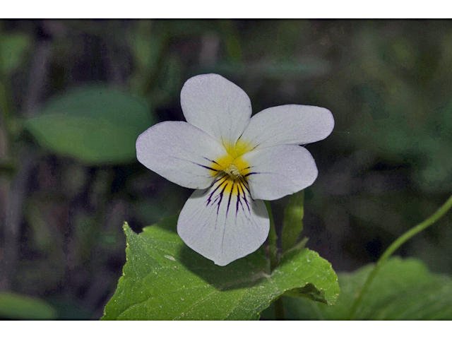 Viola canadensis (Canadian white violet) #35239