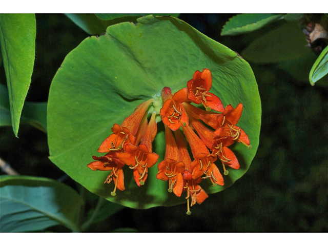 Lonicera ciliosa (Orange honeysuckle) #35244