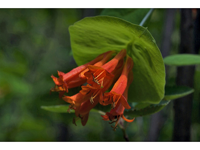 Lonicera ciliosa (Orange honeysuckle) #35245