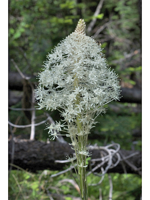 Xerophyllum tenax (Common beargrass) #35248