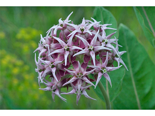 Asclepias speciosa (Showy milkweed) #35250