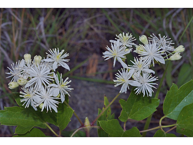 Clematis ligusticifolia (Western white clematis) #35254