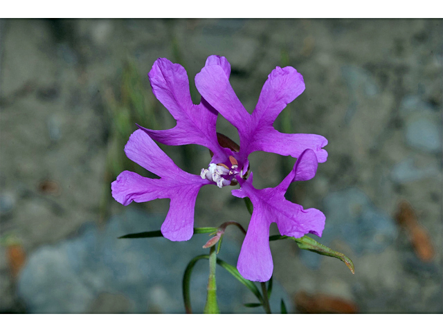 Clarkia pulchella (Deerhorn clarkia) #35258