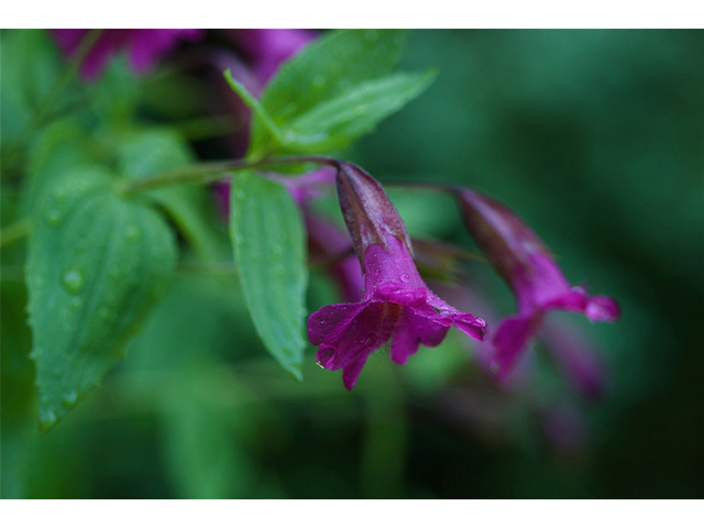 Mimulus lewisii (Purple monkeyflower) #35269