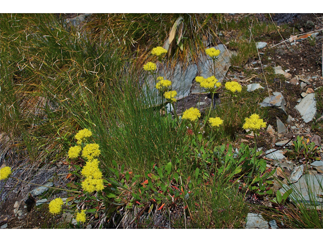 Eriogonum flavum (Alpine golden buckwheat) #35271