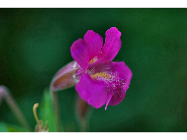 Mimulus lewisii (Purple monkeyflower) #35273