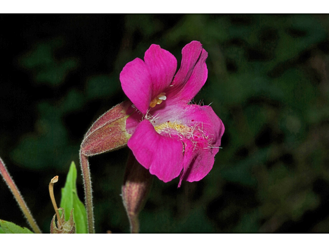 Mimulus lewisii (Purple monkeyflower) #35274