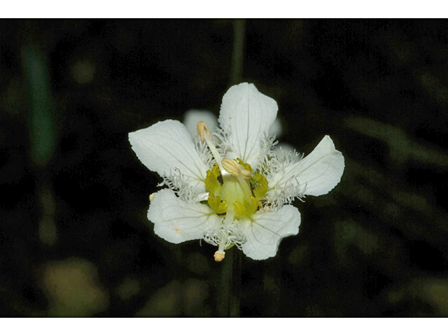 Parnassia fimbriata (Fringed grass of parnassus) #35278