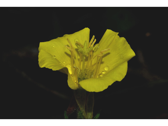 Oenothera villosa (Hairy evening primrose) #35287
