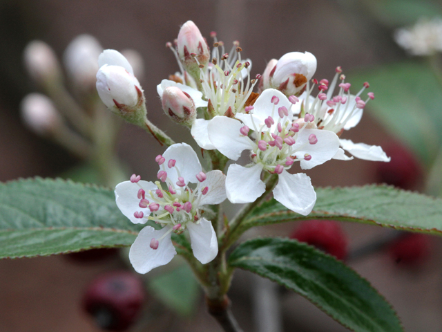 Aronia arbutifolia (Red chokeberry) #46465