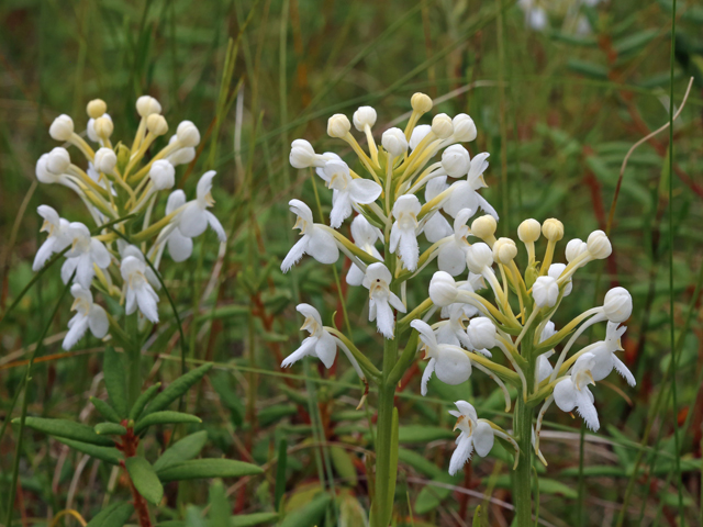 Platanthera blephariglottis var. blephariglottis (White fringed orchid) #46469